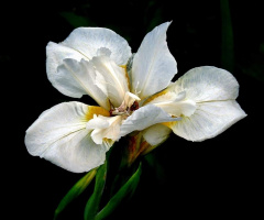 WHITE IRIS