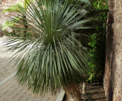 Botanical Garden, Karlsruhe / Germany