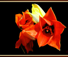 گواڑخ, Wild Tulip 