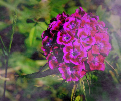 SWEET WILLIAM