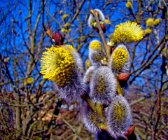 FRÜHLING