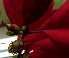 Poinsettia bud