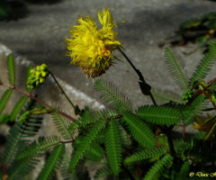 Neptunia lutea