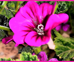 Pink flower