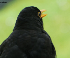 Blackbird