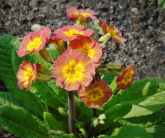 PRIMROSE