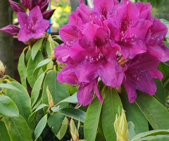 RHODODENDRON 