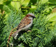 sparrow