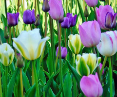 SPRING TULIPS