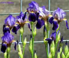 German iris