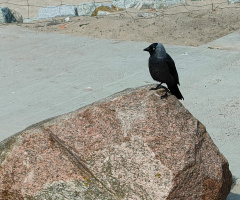 EUROPEAN JACKDAW