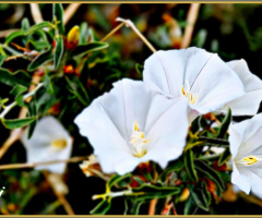 White flowers 