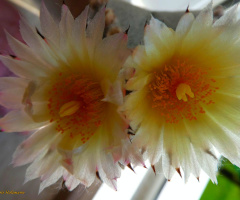 Astrophytum myriostigma 