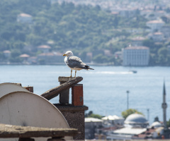 Boğaziçi ve Martı