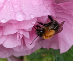 BUMBLEBEE AND MALLOW 