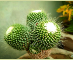 Cactii