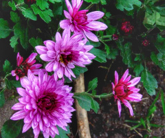 PINK CHRYSANTHEMUM 