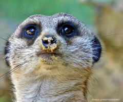 SURICATE