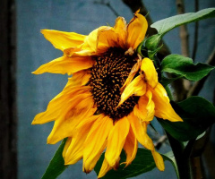 SUNFLOWER