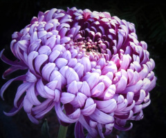 AUTUMN CHRYSANTHEMUM 