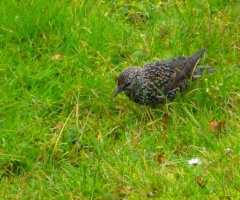 starling