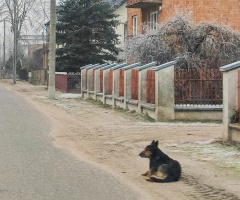 A DOG WAITING FOR HIS MASTER