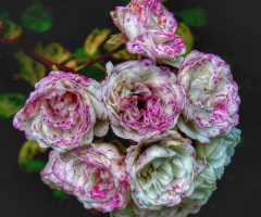 BOUQUET OF SPECKLED ROSES