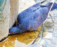 THIRSTY PIGEON 