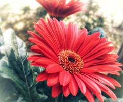 GERBERA JAMESONII