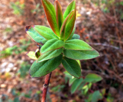 Leaves