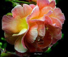 COLOURFUL ROSE