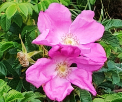 WILD ROSES