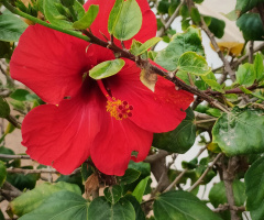 RED HIBISCUS