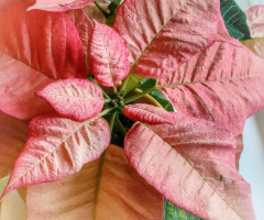 POINSETTIA 