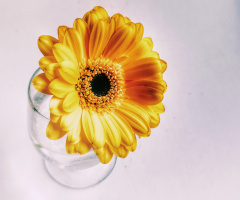 YELLOW GERBERA