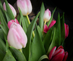 SPRING TULIPS