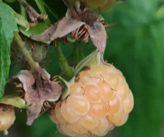 YELLOW RASPBERRY 