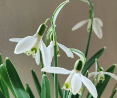 THE FIRST SNOWDROPS