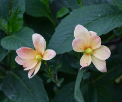 Flowers in Tivoli - 2023.