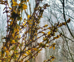 FORSYTHIA IN BLOOM