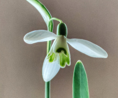 SNOWDROP 