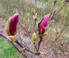 BUDS OF MAGNOLIA