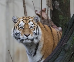 Zoo - København 2023.