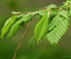 Leaves