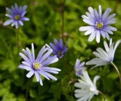 Flowers in Tivoli - 2024.