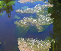 small river, Karlsruhe / Germany 