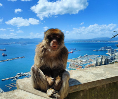 MONKEYS IN GIBRALTAR 