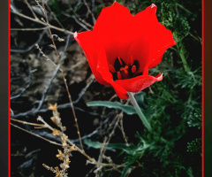 Wild Tulip of Balochistan, گواڑخ ⚜⚜