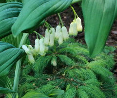 KING SOLOMON'S SEAL 