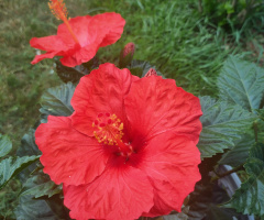 HIBISCUS